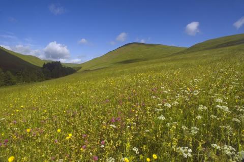 Barrowburn hay meadow  NNPA