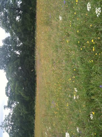 Bell Sykes front meadow July 2012