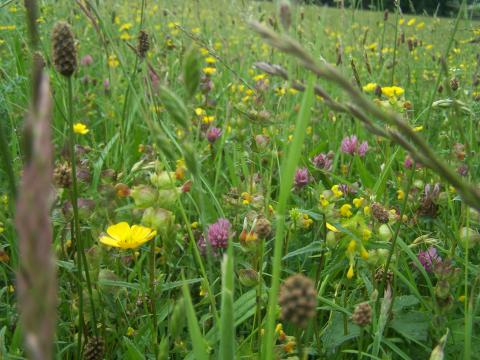 Bell Sykes, Slaidburn 25 June 2013 - close up front meadow