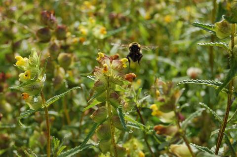 Bumblebee and yellow-rattle 