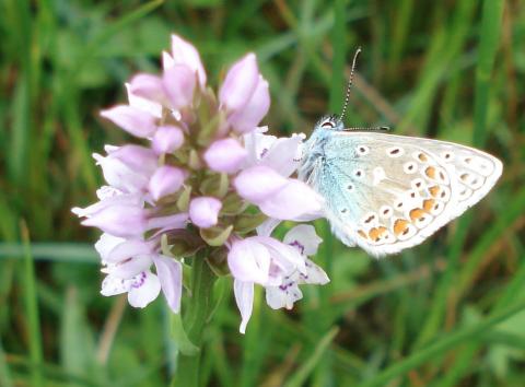 Common Blue on Common Spotted Orchid near Gisburn Forest