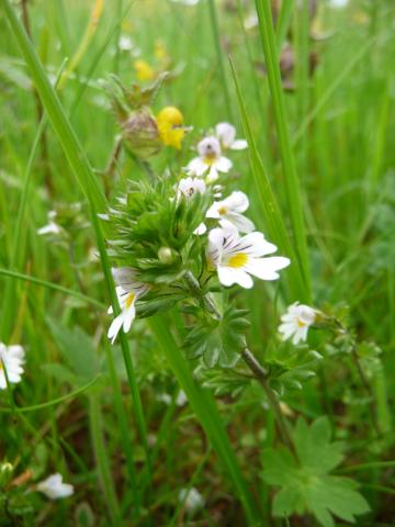 Euphrasia, Langstrothdale 