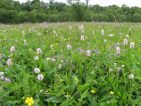 Flower-rich hay meadow, Allendale