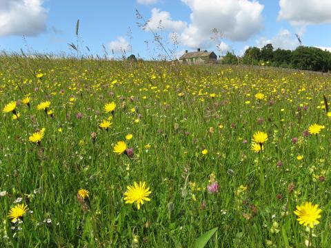 Flower-rich hay meadow, Upper Teesdale