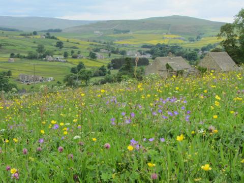 Flower-rich hay meadow, upper Weardale