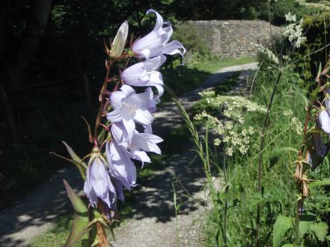 Great Bell Flower, Bell Sykes, Slaidburn July 2015.