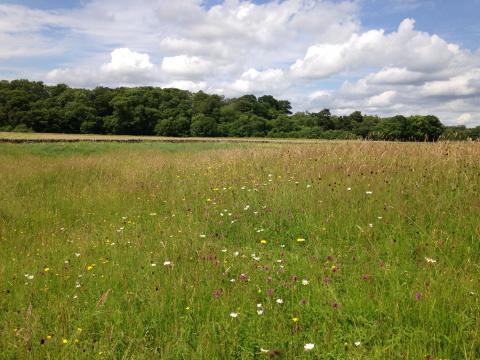 Greenhaugh meadow, Northumberland National Park