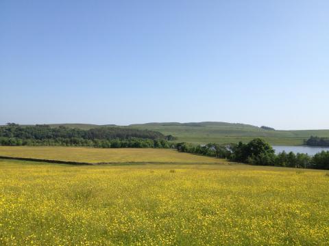 Greenlee July13, Northumberland National Park 