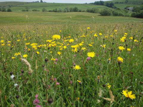 Wildflower hay meadow near Slaidburn