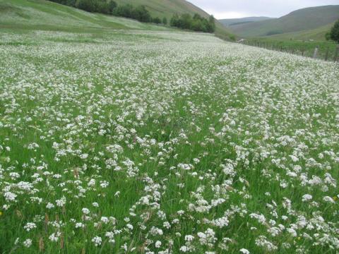 Pignut in Northumberland meadow