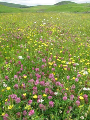 Red clover in restored Northumberland meadow