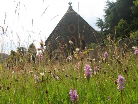 Watermillock Common Spotted Orchids, Cumbria