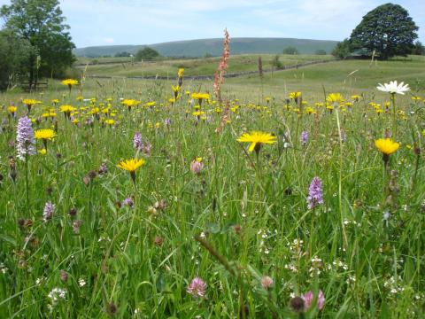 Wildflower meadow near Slaidburn