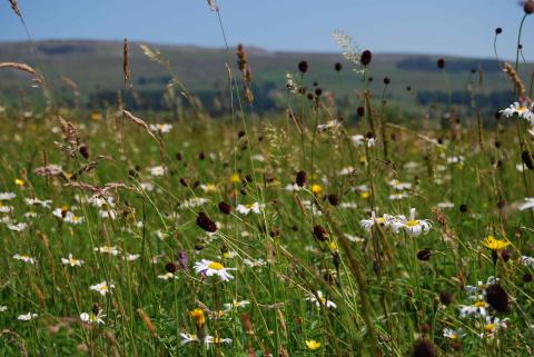 Askrigg meadow, Yorshire Dales National Park