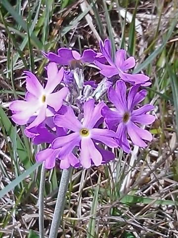 Bird&#039;s eye primrose