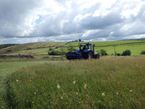 Cuttings for New Ings Meadow