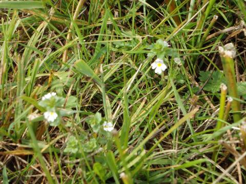 Eyebright in restored field, Bell Sykes, Slaidburn