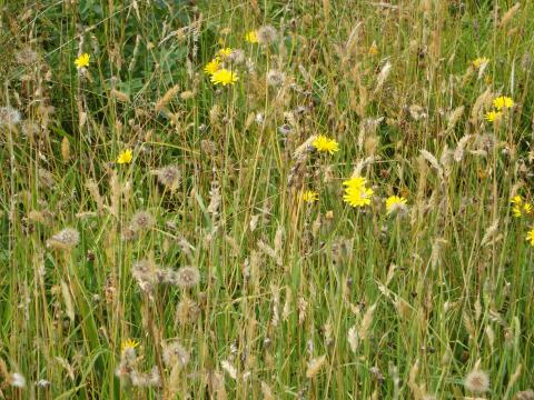 Hawkbits at Bell Sykes, Slaidburn, Aug 13