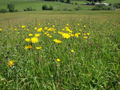 Hawkbits on SSSI Black House Farm, Forest of Bowland AONB