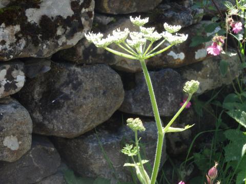 Hog weed, Bell Sykes, Slaidburn