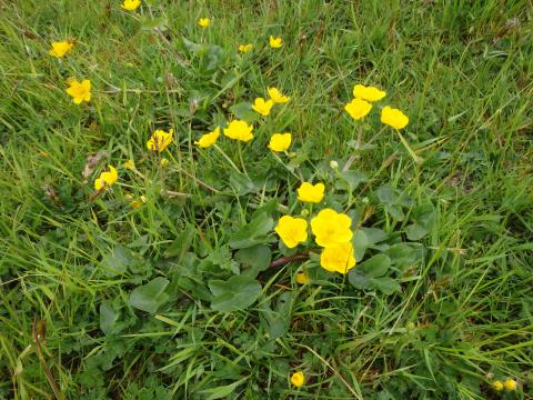 Marsh marigold, New Laithe 25-5-16