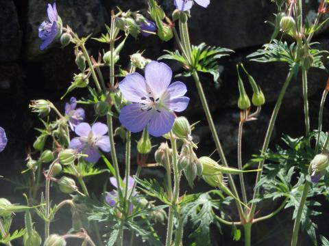 Meadow crane&#039;s bill