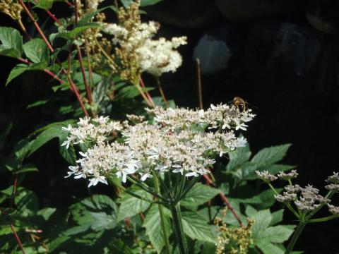 Meadow sweet, Bell Sykes, Slaidburn