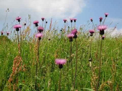 melancholy thistle Bostock, Yorkshire Dales 