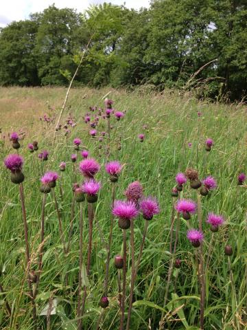 Melancholy thistle Boughthill Mill, Northumberland National Park