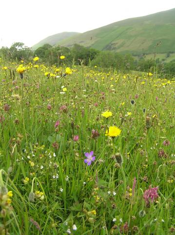 pretty meadow portrait