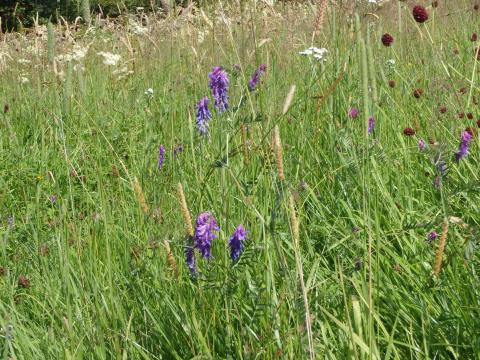 Tufted vetch