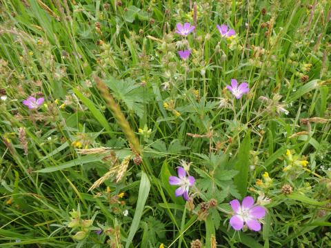 Wood cranesbill Blackhouse Farm, Slaidburn