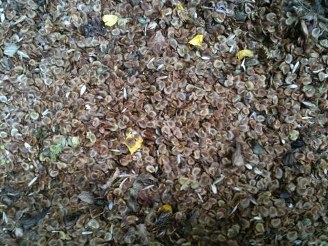 Yellow-rattle seed 2012