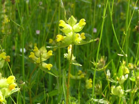 Yellow-rattle, Askrigg, Yorkshire Dales 